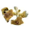 Texas Yellow Caps Magic Mushrooms