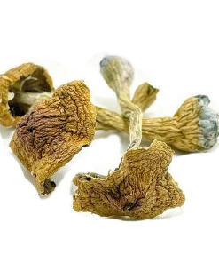 Texas Yellow Caps Magic Mushrooms