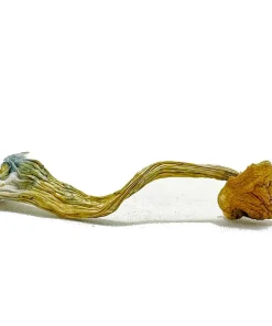 Magic Mushrooms